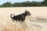 DOBERMANN 553